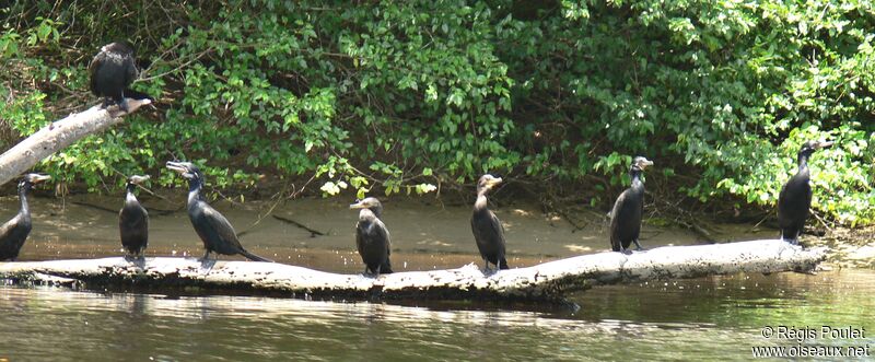 Cormoran vigua subadulte