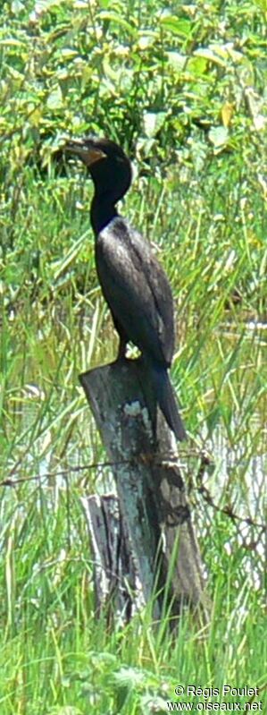 Cormoran viguaadulte