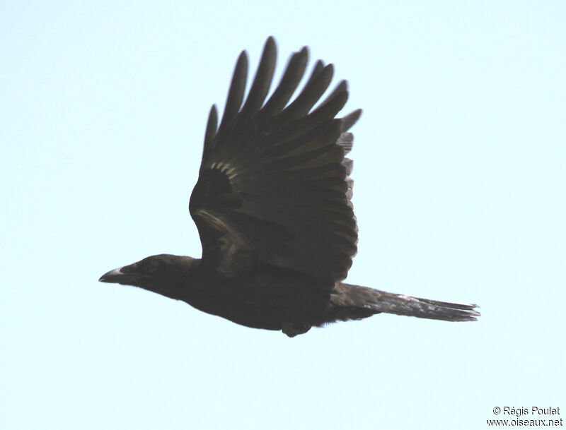 Carrion Crowadult