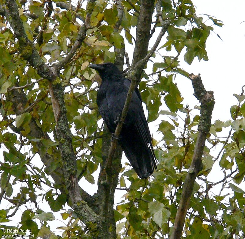 Carrion Crowadult