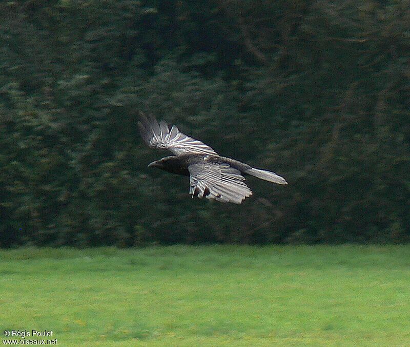 Carrion Crow