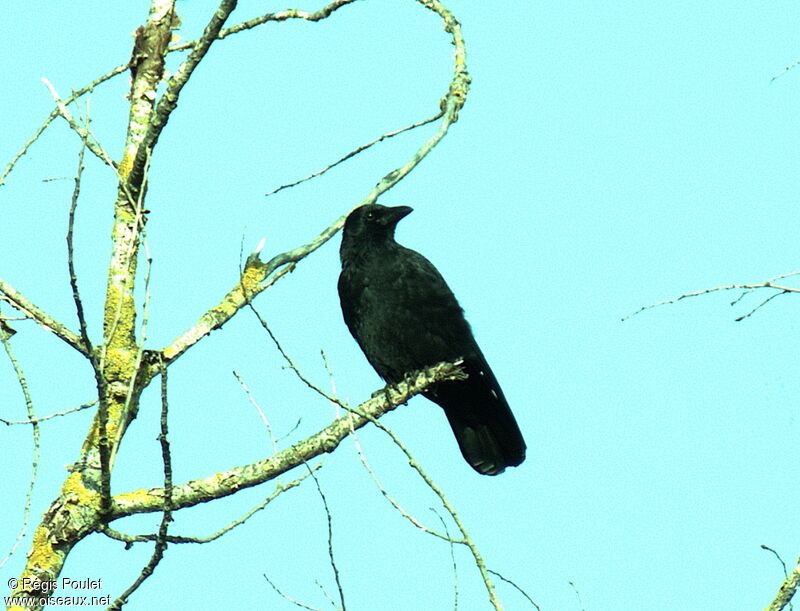 Carrion Crow