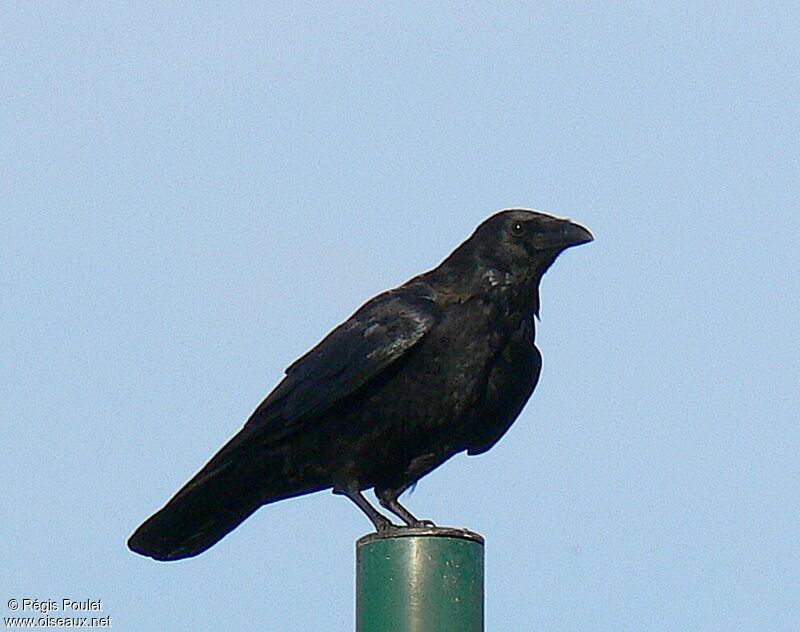 Carrion Crowadult