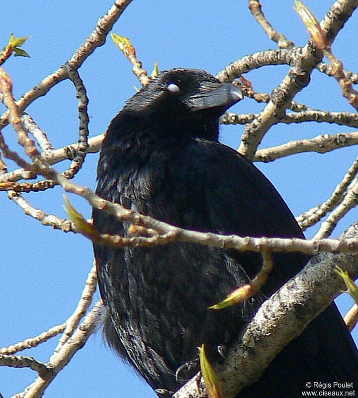 Carrion Crow