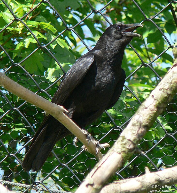 Carrion Crowadult