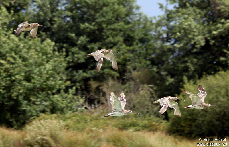 Eurasian Curlew, Flight