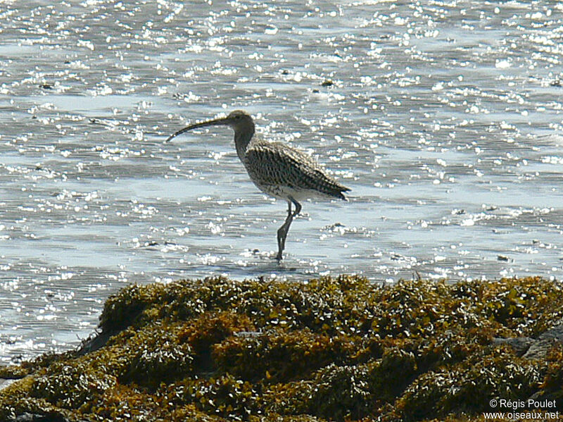 Eurasian Curlew