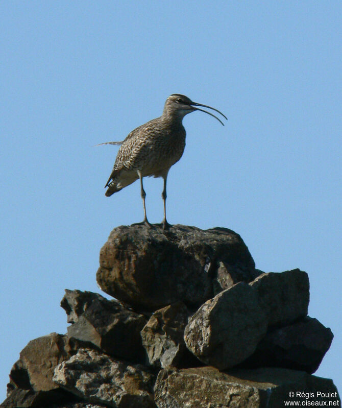 Eurasian Whimbreladult breeding