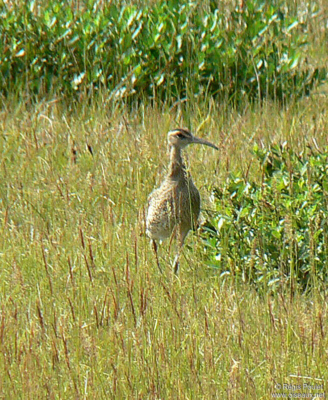 Eurasian Whimbreladult