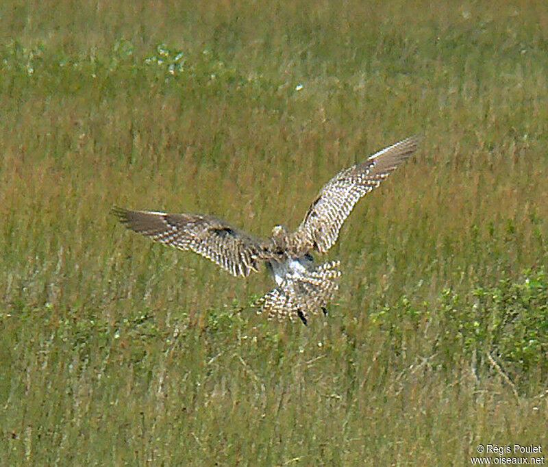 Eurasian Whimbreladult