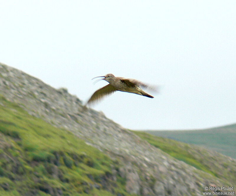 Eurasian Whimbrel