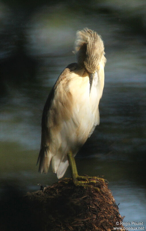 Squacco Heronadult post breeding