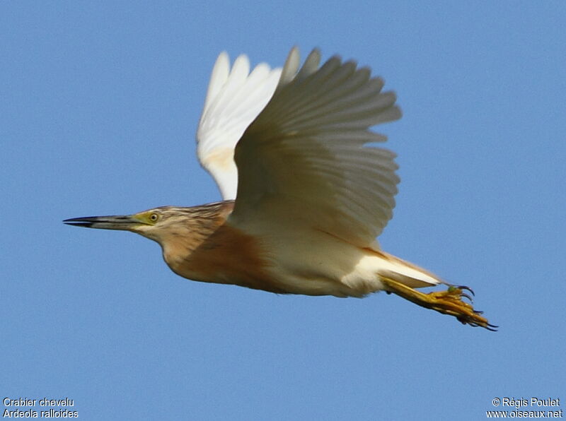 Squacco Heron, Flight