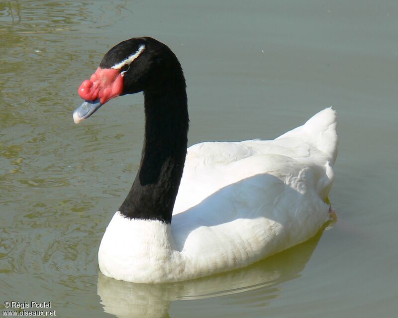 Cygne à cou noir4ème année