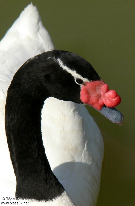 Cygne à cou noir4ème année