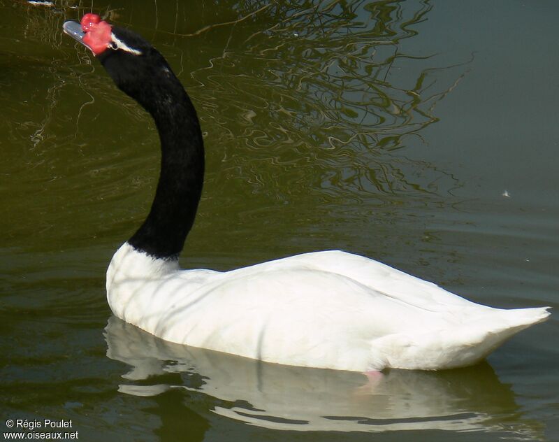 Cygne à cou noir4ème année