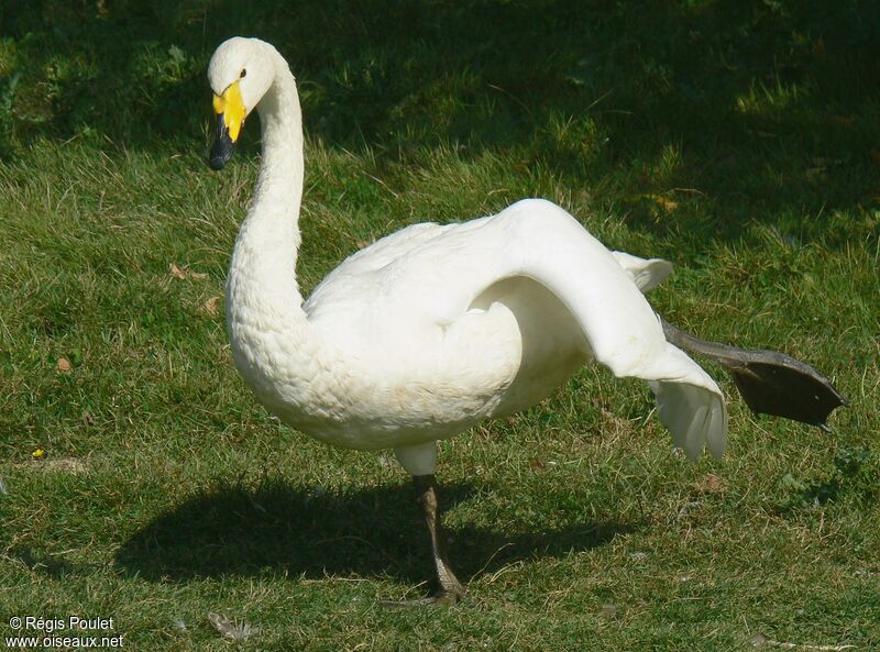 Cygne chanteuradulte