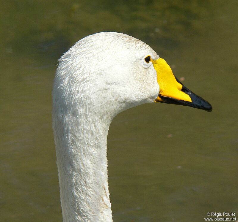 Cygne chanteur