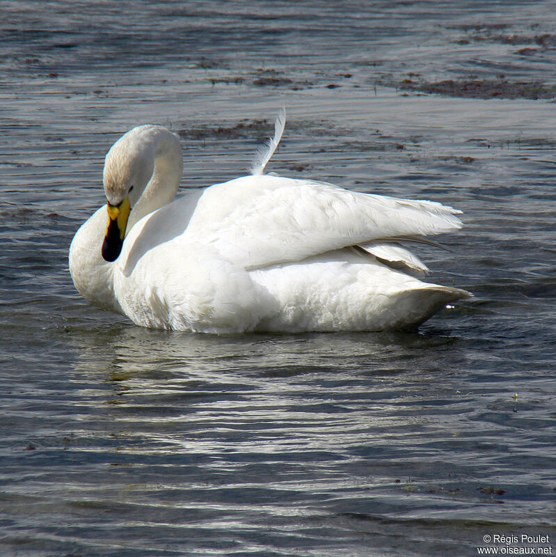 Whooper Swanadult