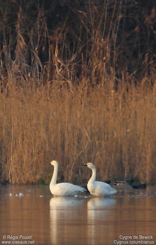 Cygne de Bewick 