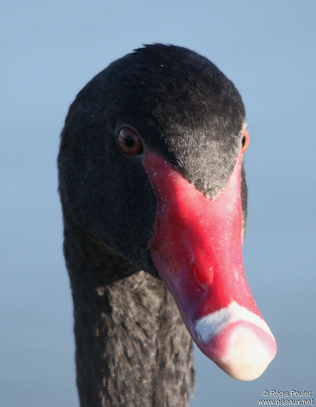 Cygne noiradulte