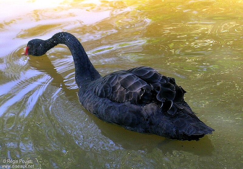 Cygne noiradulte