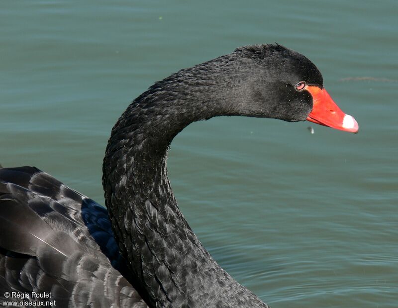 Cygne noiradulte