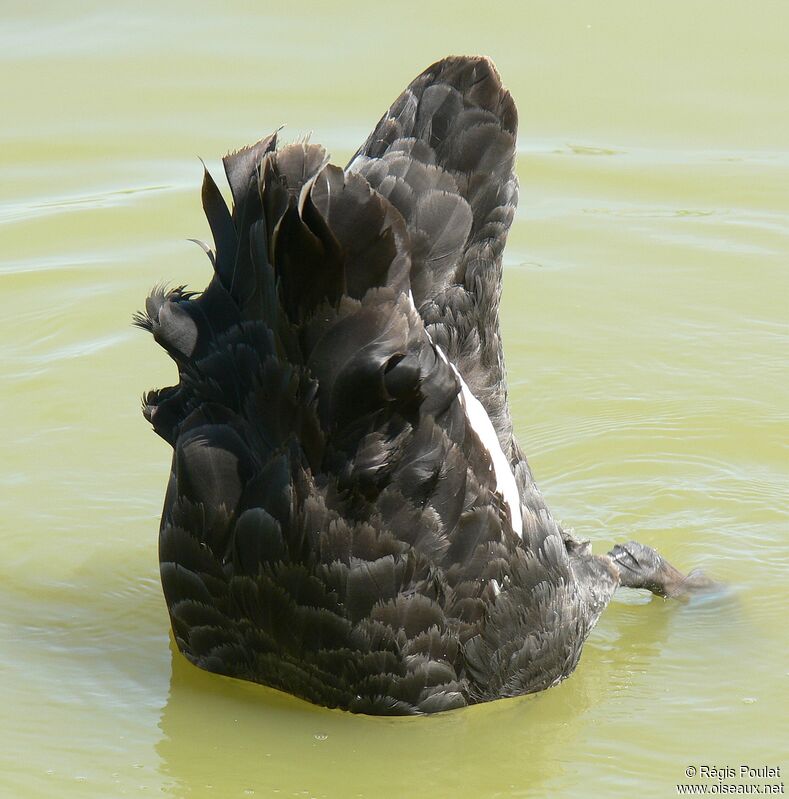 Cygne noiradulte, Comportement