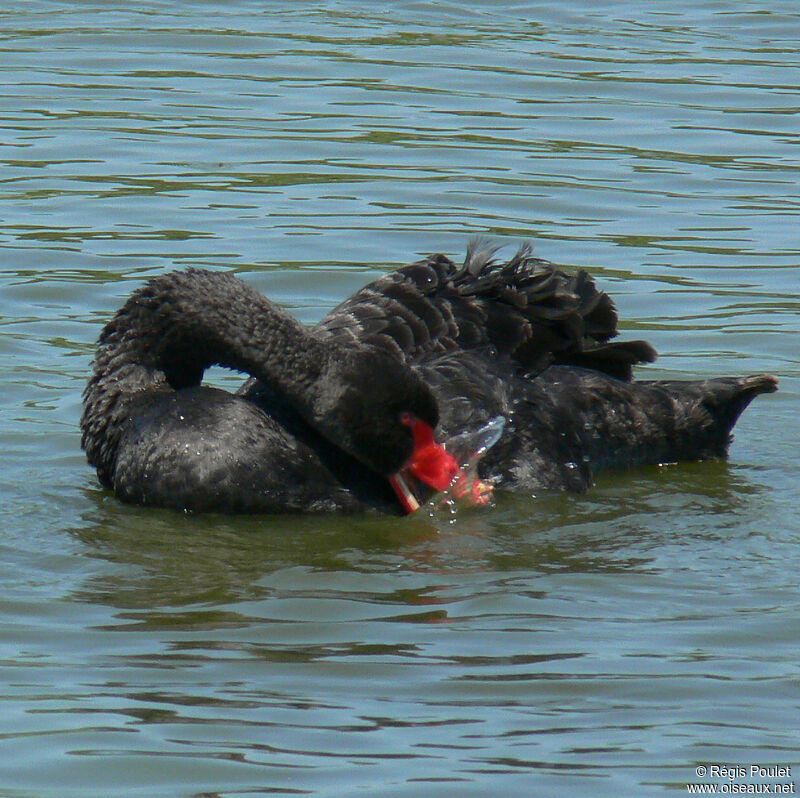 Cygne noiradulte, Comportement