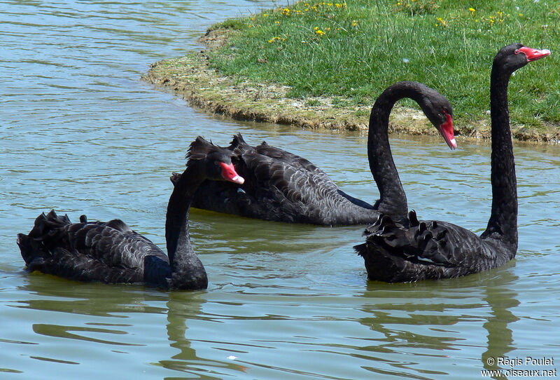 Cygne noiradulte, identification, Comportement