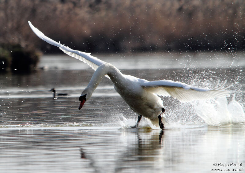 Mute Swan male adult breeding, Behaviour