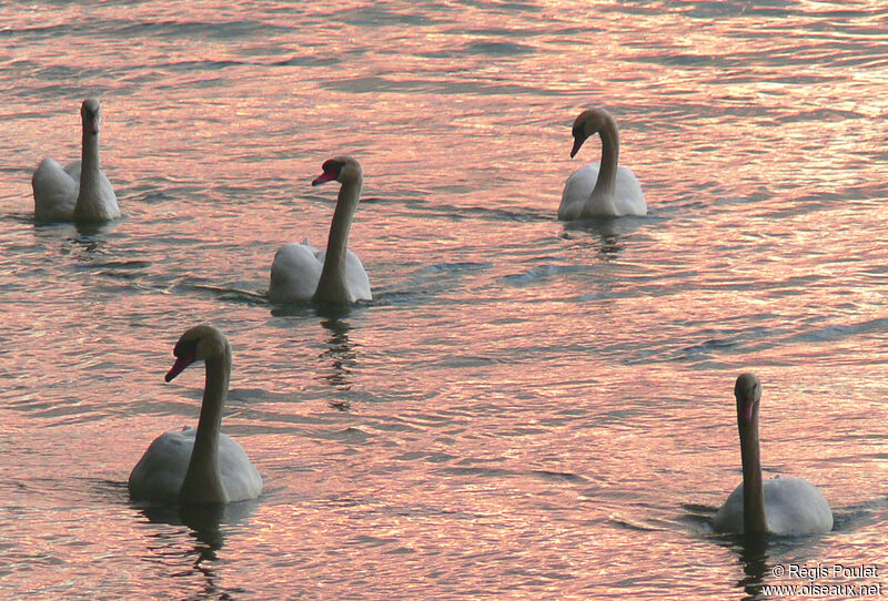 Cygne tuberculé