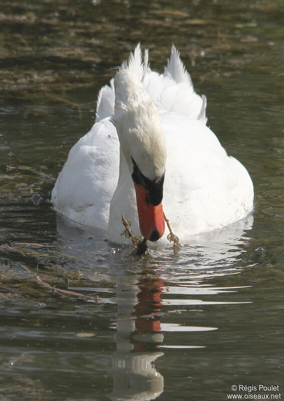 Cygne tuberculéadulte, régime