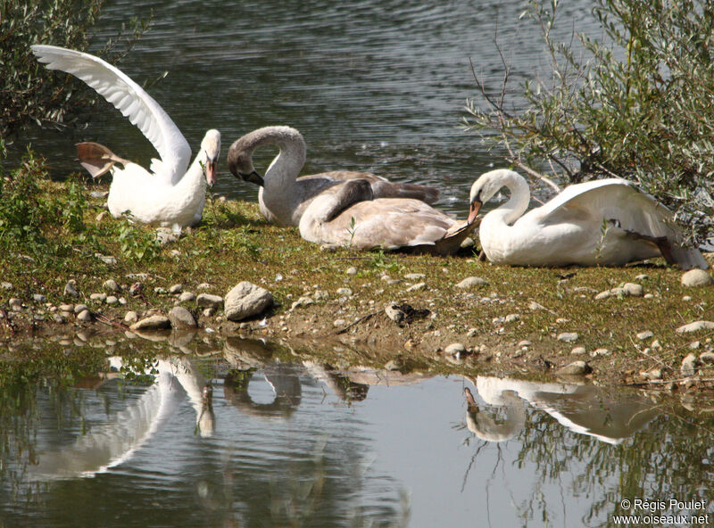 Mute Swan, Behaviour