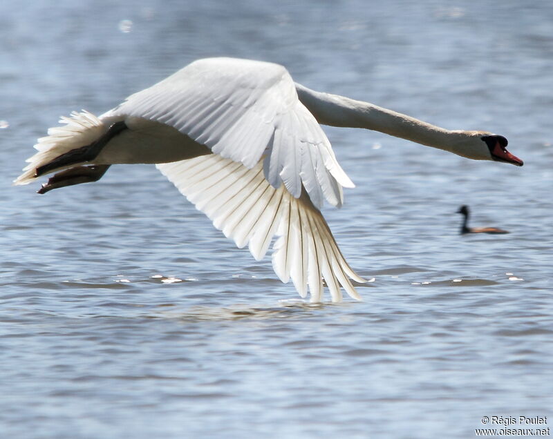 Cygne tuberculé mâle, Vol