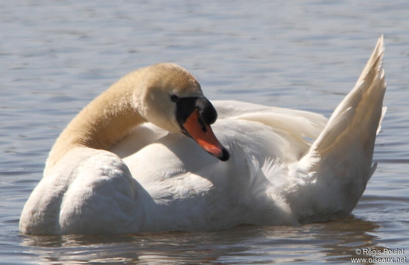 Cygne tuberculé mâle adulte nuptial