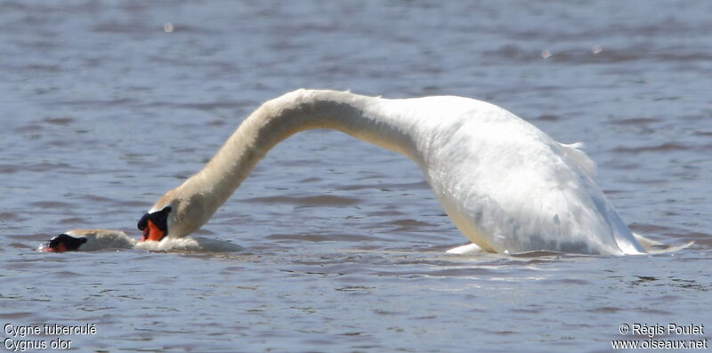 Cygne tuberculé adulte nuptial, Comportement