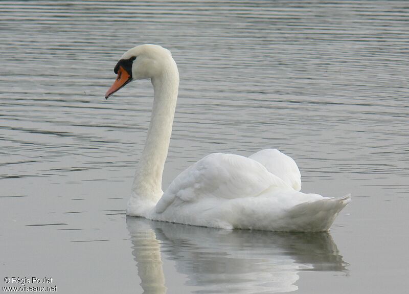 Cygne tuberculéadulte