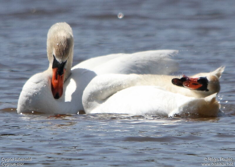 Cygne tuberculé , Comportement