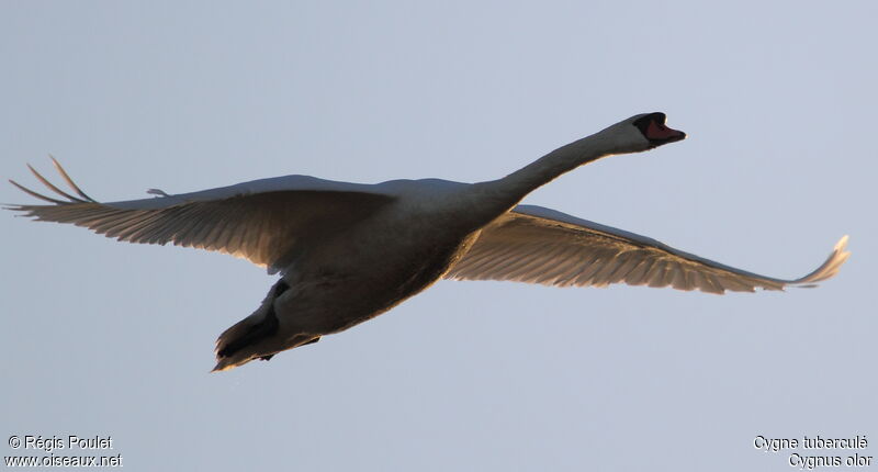 Cygne tuberculéadulte