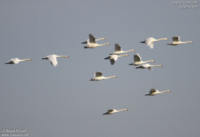 Cygne tuberculé, Vol