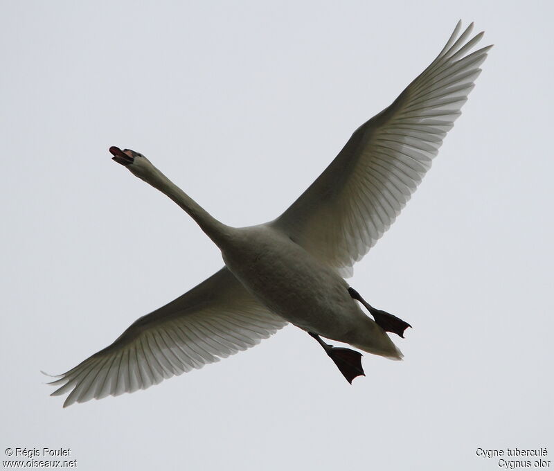 Cygne tuberculé, Vol