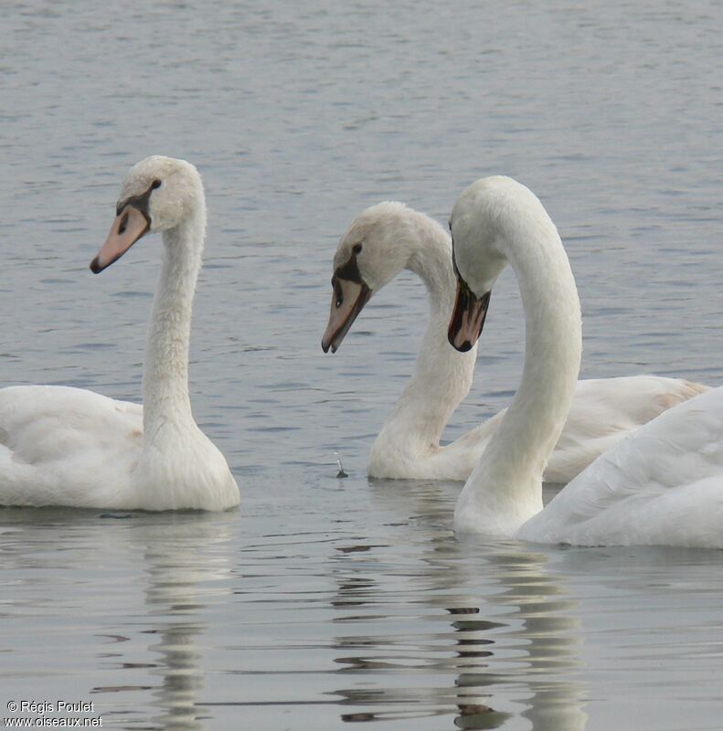 Cygne tuberculéadulte