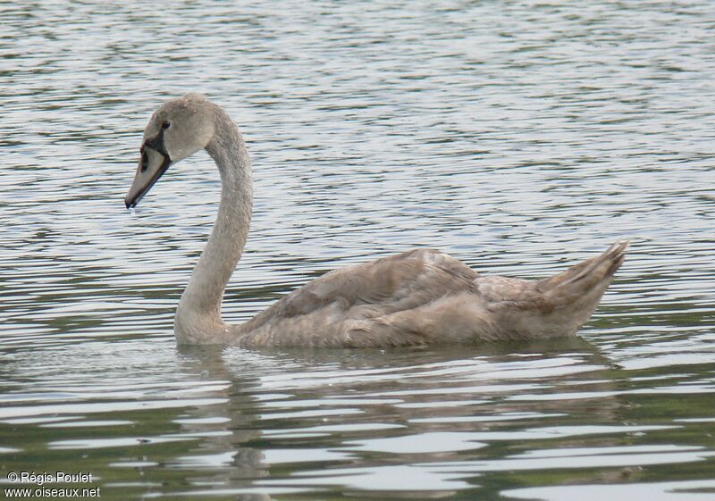 Mute Swanjuvenile