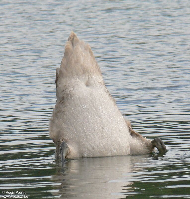 Mute Swanjuvenile