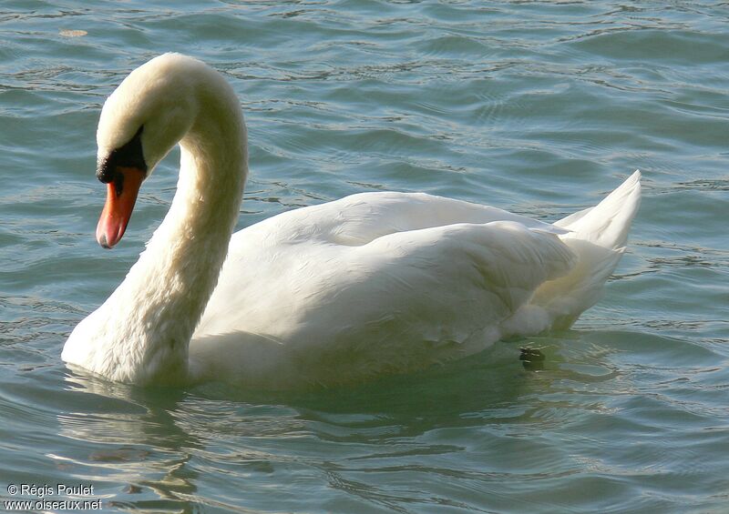 Cygne tuberculé mâle adulte