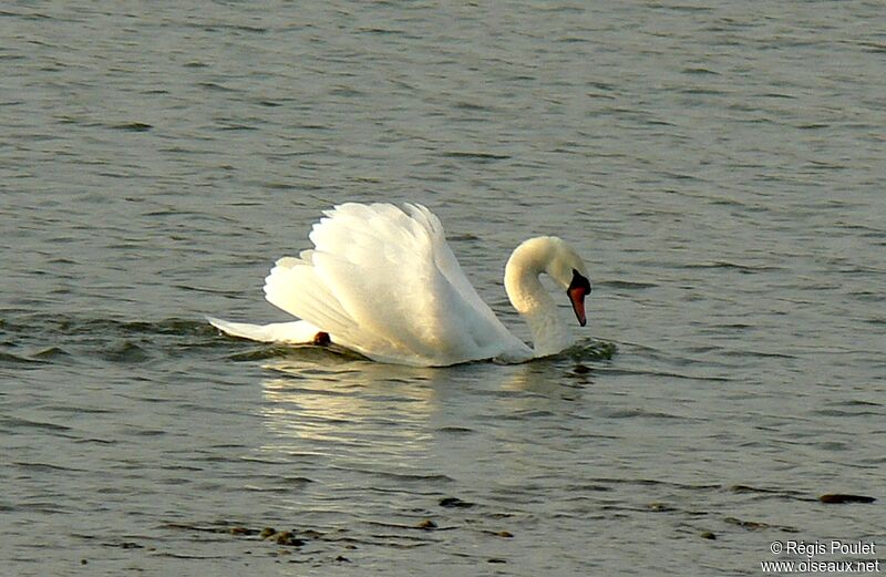 Cygne tuberculé mâle adulte