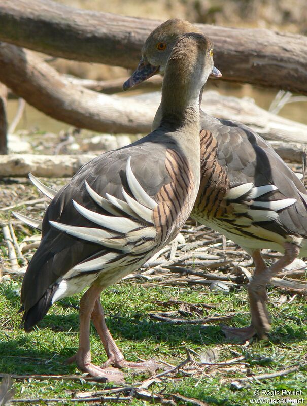 Plumed Whistling Duck