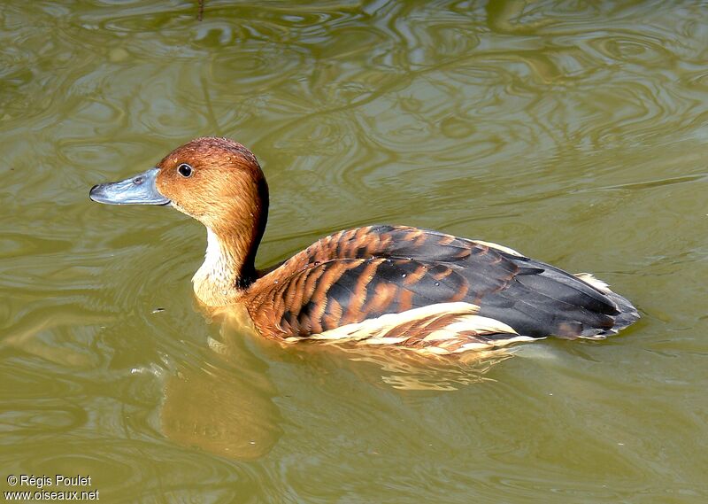 Fulvous Whistling Duckadult