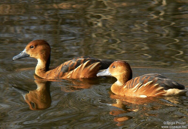 Dendrocygne fauve adulte